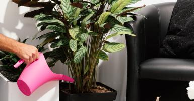 Arroser les plantes avec de l'eau adoucie