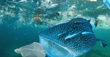 pollution plastique ocean