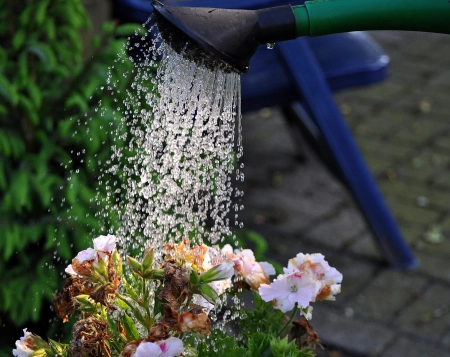 Comment arroser quand l’eau est calcaire ?