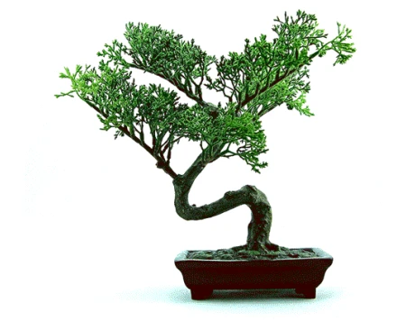 Le calcaire, un problème pour mes plantes ?