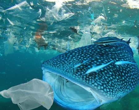 Peut-on encore lutter contre les effets dévastateurs de la pollution plastique ?