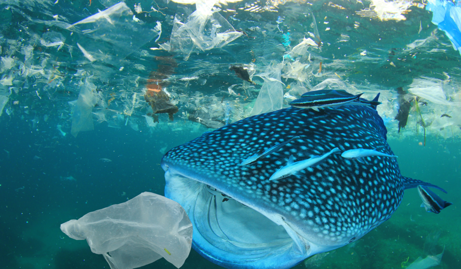 pollution plastique ocean